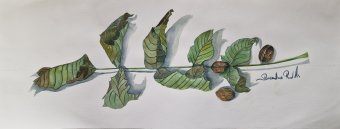 Painting "Dry walnut leaves" by painter bernardino watercolor paper at Jose Art Gallery