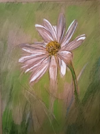 Drawing "Field Reflections: White Petal and Sun" by illustrator roberto ferrando pencil paper at Jose Art Gallery