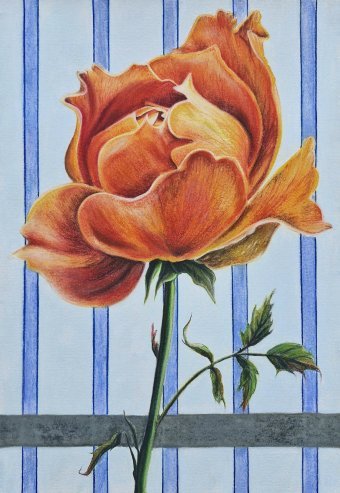 Drawing "Rose in the Rhythm of Lines" by illustrator Elena Nova sanguine and pastel paper at Jose Art Gallery