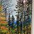 Autumn forest in Schiederweiher – order
