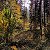 Autumn forest in Schiederweiher – buy online