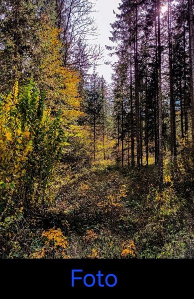 Additional view 4: Realism Landscape Painting Autumn forest in Schiederweiher by painter Valentin Kern acrylic canvas 