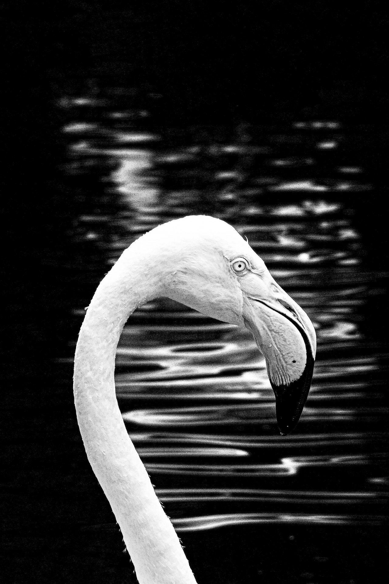 Echoes of the Lake Photography - Sergio Luiz Cerezer Benetti Sergio