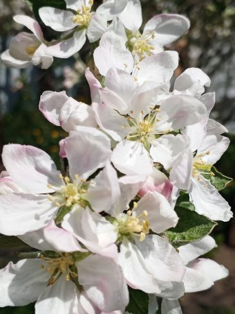 Photography "208 SPRING SUN SHINE OFFLOWERS" by photographer Yaroslav Stratyy at Jose Art Gallery