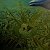 Why do dolphins smile (sold) – order