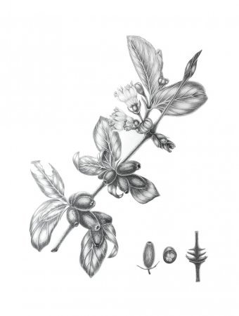 Grafika "Wiciokrzew w graficie", ilustrator Natalya Buhaienko ryt papier w Jose Art Gallery