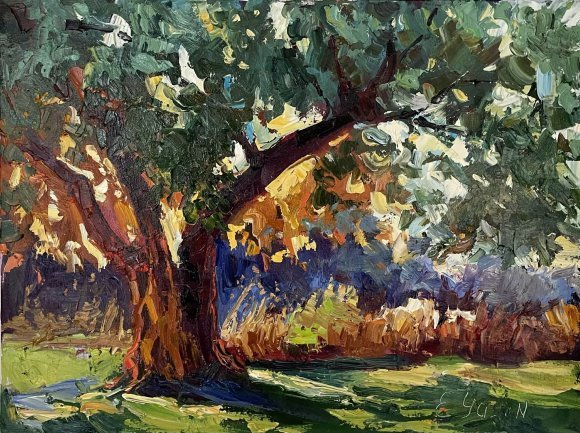 Ancient Olive Tree