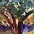 Ancient Olive Tree – buy
