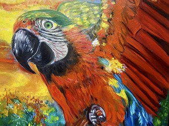 Red Macaw