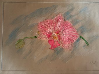 Orchidee