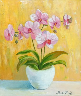 Beautiful orchid