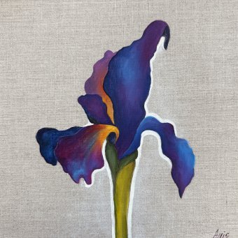 Velvet Iris