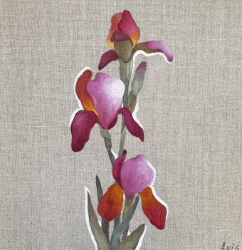Pink Iris