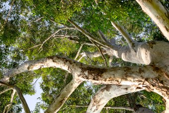 Fotografía "Naturaleza Serena", fotógrafo Sergio Luiz Cerezer Benetti Sergio en Jose Art Gallery