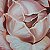 Rose in Linear Space – buy