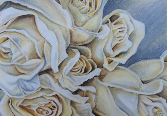 Pearl Roses