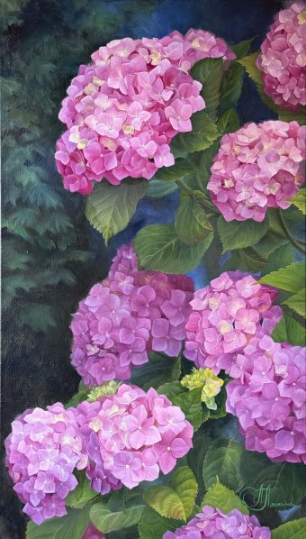 Ortensia rosa