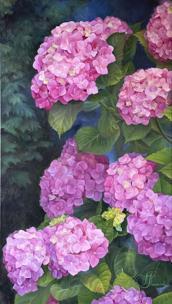 Pink hydrangea