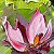 Serene Impression – buy online