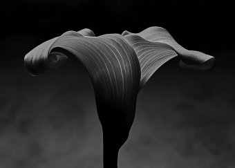 Fotografía "Cala n.º 2", fotógrafo Alessandro Idini en Jose Art Gallery