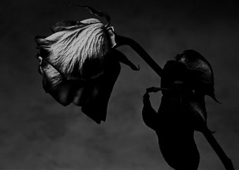 Fotografía "Rosa moribunda III", fotógrafo Alessandro Idini en Jose Art Gallery