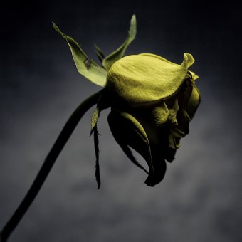 Fotografía "Rosa amarilla marchita I", fotógrafo Alessandro Idini en Jose Art Gallery
