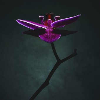 Fotografía "Phalaenopsis I", fotógrafo Alessandro Idini en Jose Art Gallery