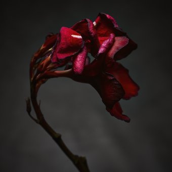 Fotografía "Adelfa roja moribunda II", fotógrafo Alessandro Idini en Jose Art Gallery