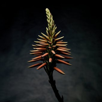 Fotografía "Flor de aloe I", fotógrafo Alessandro Idini en Jose Art Gallery