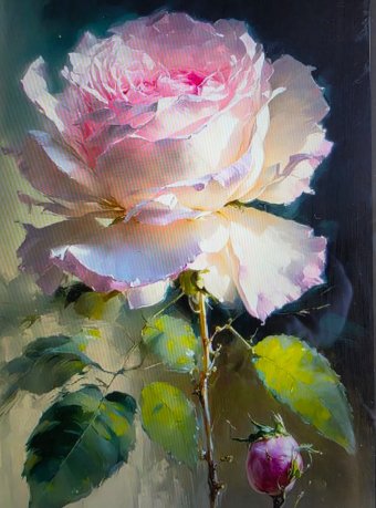 Pink rose