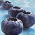 Blueberry rhythm – buy