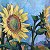 Sunflowers – buy