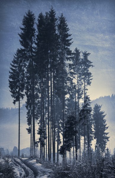 Pine Trees Photography - ValeriX Photo - Jose Art Gallery