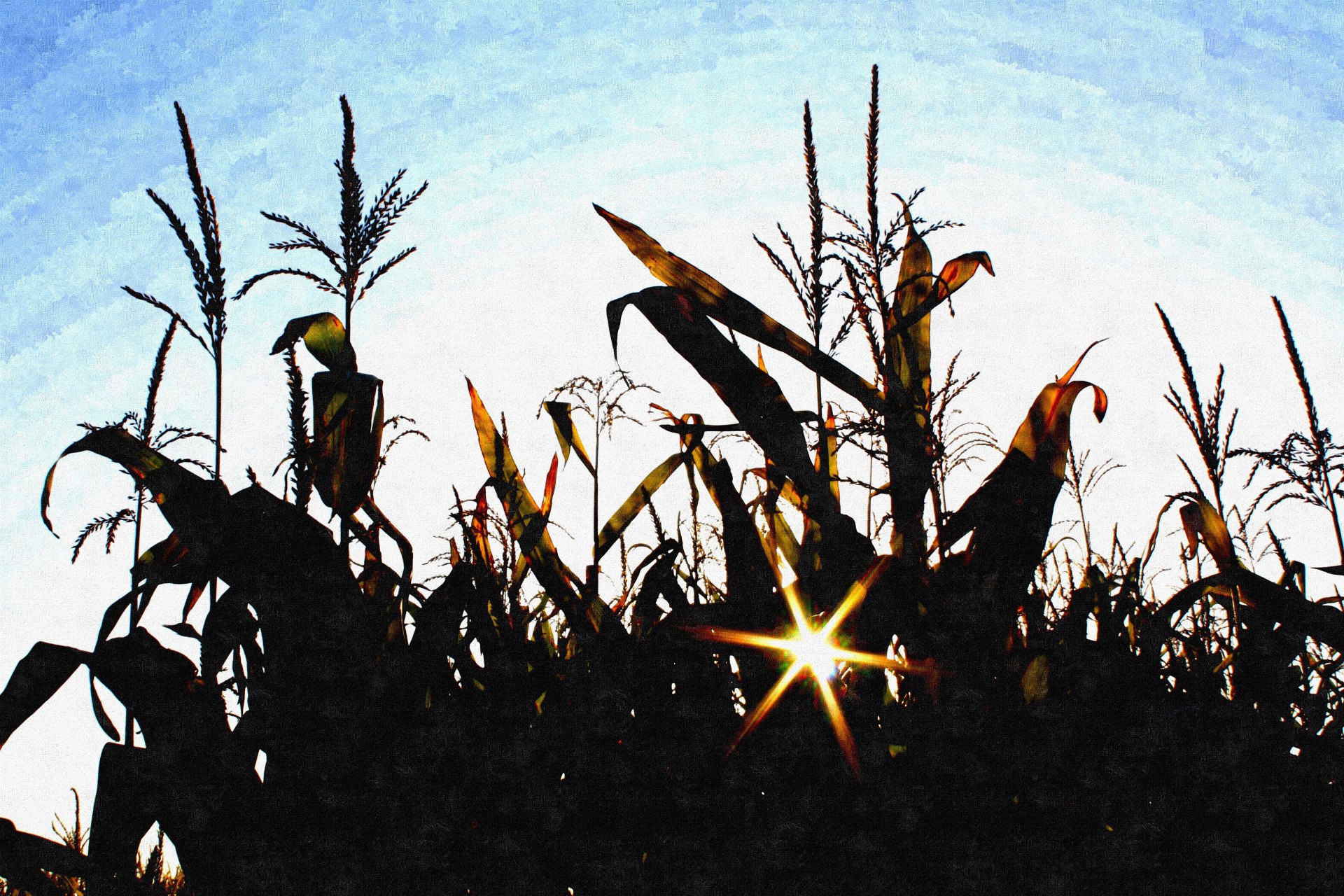 SUMMER CORN - buy