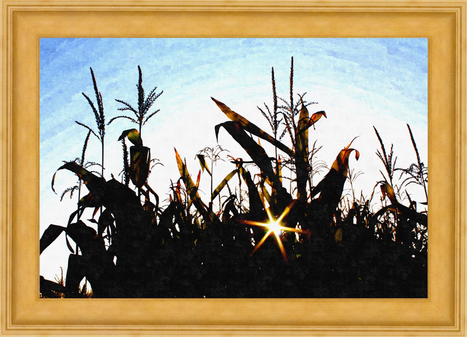 SUMMER CORN - buy online