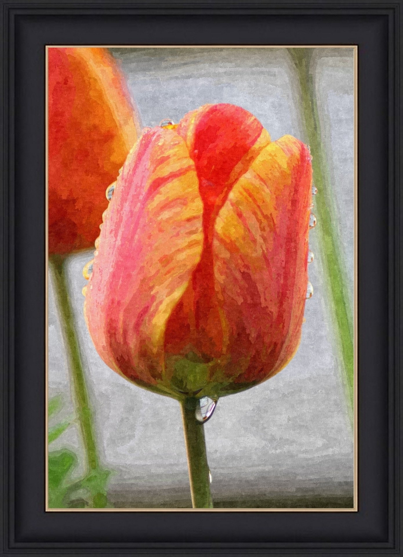 TULIP DEW - buy online