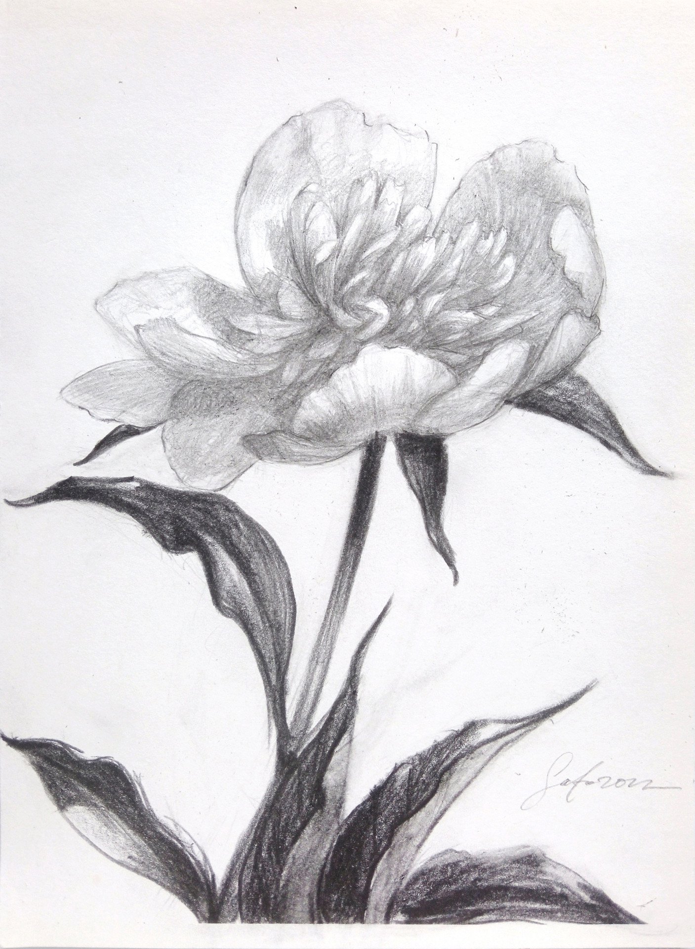 Peony007 Drawing - Andrii Safo - Jose Art Gallery