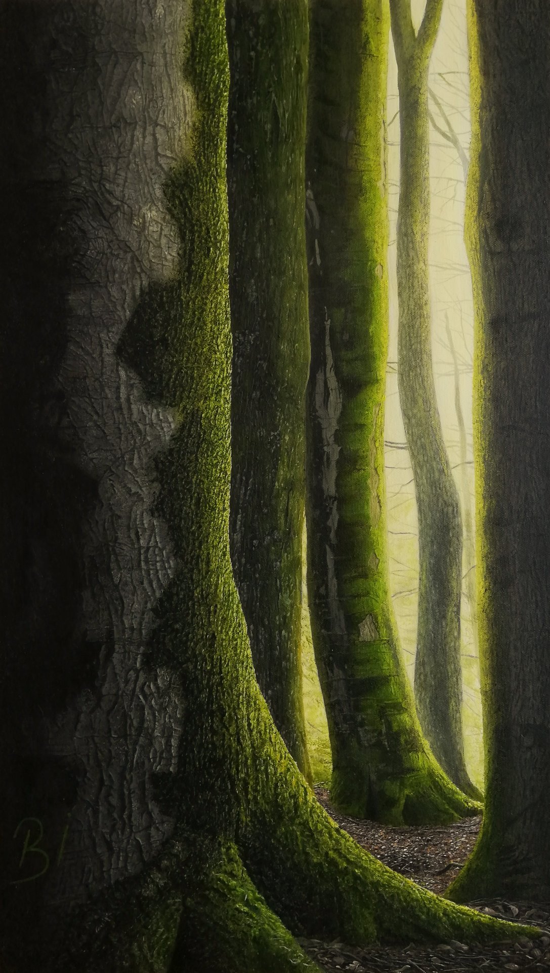 Oldest Trees Photography - Bekir Islam - Jose Art Gallery